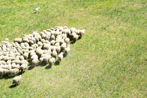 A flock of sheep feeding in a green meadow on a spring day, white dairy sheep with lots of wool.