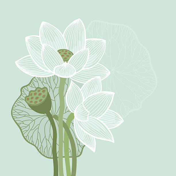 Lotus flowers More illustrations:  lotus water lily illustrations stock illustrations