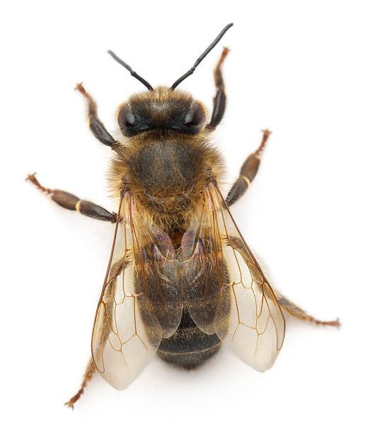 istock Female worker bee, Anthophora plumipes, white background. 160386364