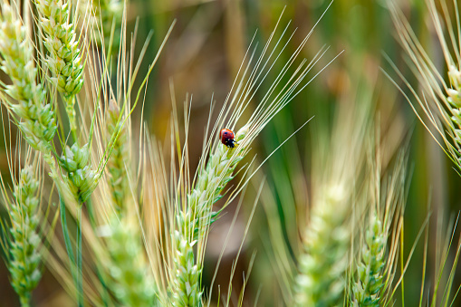 Ladybug on wheat ear, close-up
