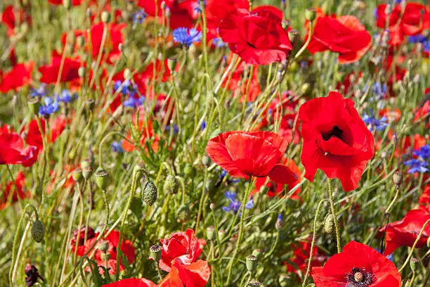 colorful red poppies on green sunny meadows