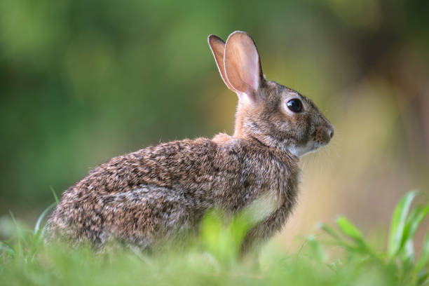 istock Grey small hare eating grass on summer field. Wild rabbit in nature 1603866046