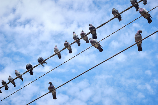 Pigeons perched on an electrical wire form a line on a sunny day