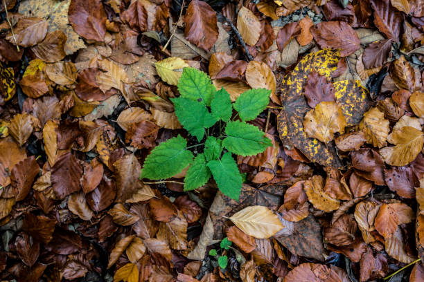 Green plant and brown ground in the Chiemgau Alps in Bavaria
