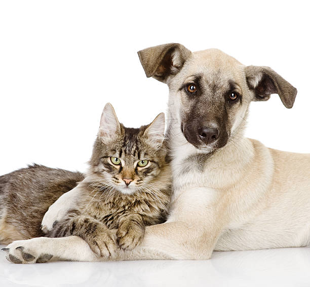 istock A young dog hugging a cat as friends in white background 160389127