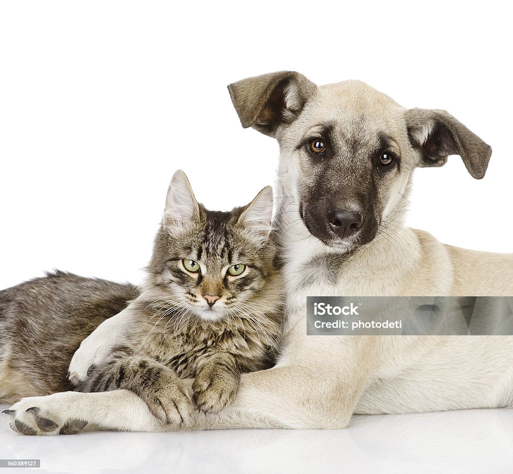 A young dog hugging a cat as friends in white background the dog embraces a cat. isolated on white background  Dog Stock Photo