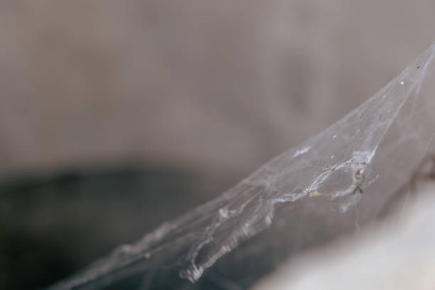 Background of a blurry spider web in white and brown