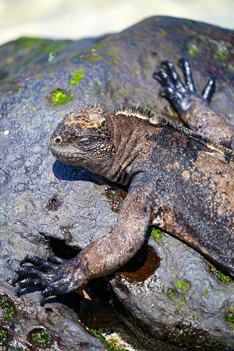 Wild marine iguana in Galapagos National Park