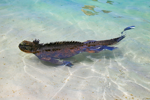 Wild marine iguanas in the Galapagos