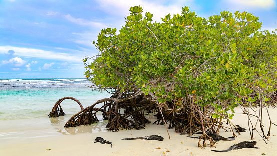 Wild marine iguanas in the Galapagos