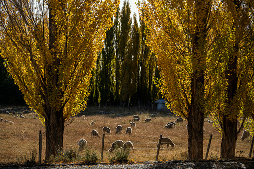 Group of sheep seen between poplars graze in a field in Patagonia