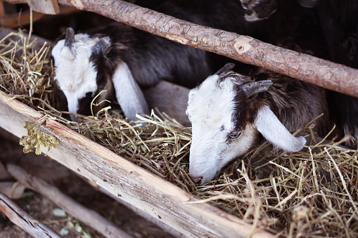 Goats family in farm.