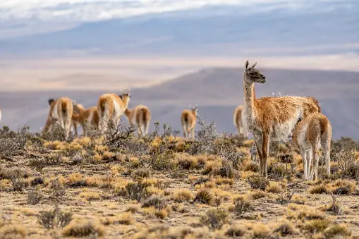 Guanaco Pictures | Download Free Images on Unsplash