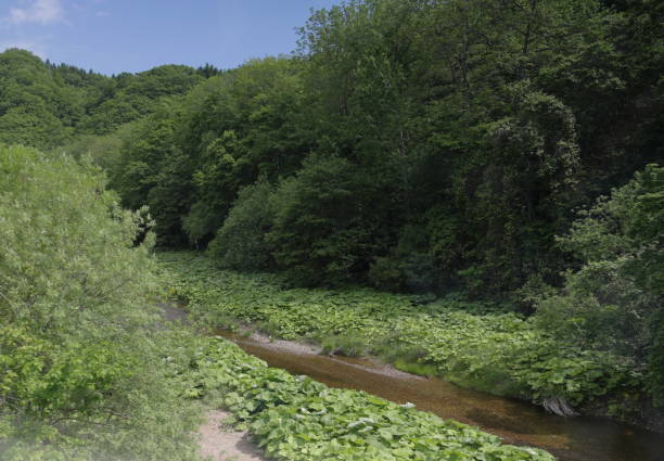 istock Stream in Urahoro, Hokkaido, Japan 1603970483