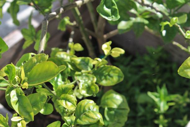 istock Orange plants in a greenhouse 1603974679