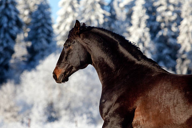 zatoka konia head na zimowe tło - trakehner horse zdjęcia i obrazy z banku zdjęć