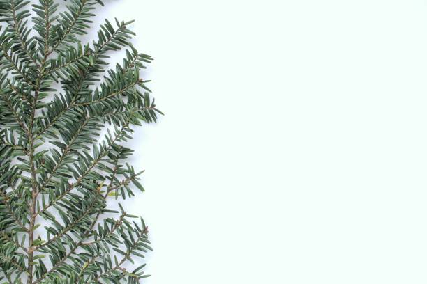 istock Green spruce branch on white background with copy space. Christmas tree decoration. New year, winter holiday card. Fir, pine twig. Promotion of the poster sale or percent discount in the store 1603987403