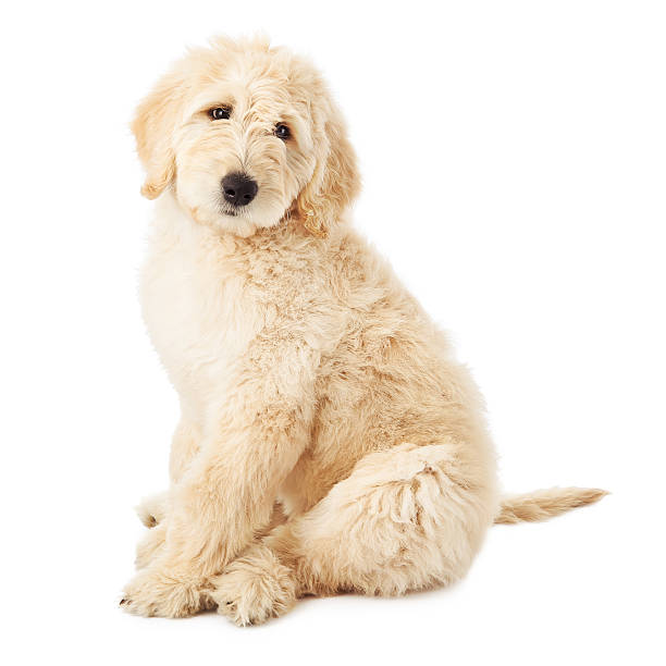 Labradoodle puppy on a white background Golden Retriever Poodle sitting on a white background. goldendoodle stock pictures, royalty-free photos & images