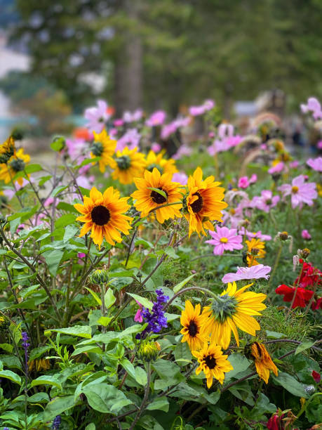 istock Autumn flowers in full bloom 1604011736