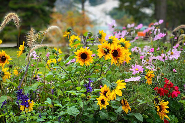 istock Autumn flowers in full bloom 1604011739