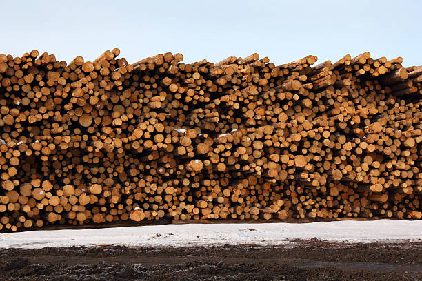 Stacked Timber, Lumber Mill Raw logs stacked and waiting for processing at a lumber mill. Prince George, British Columbia, Canada. prince george photos stock pictures, royalty-free photos & images