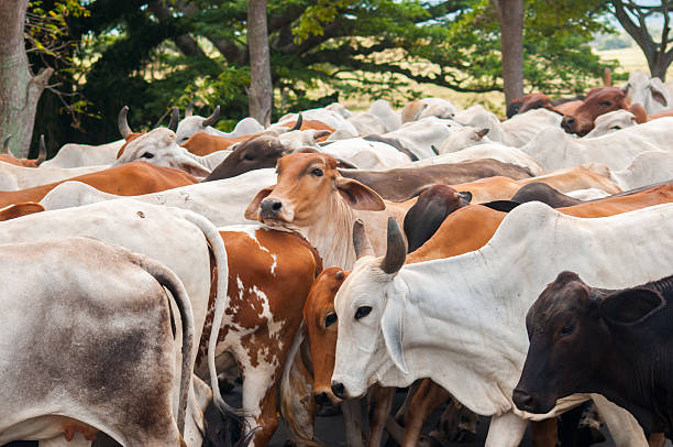 istock Herd of Nicaraguan Cows 160402694