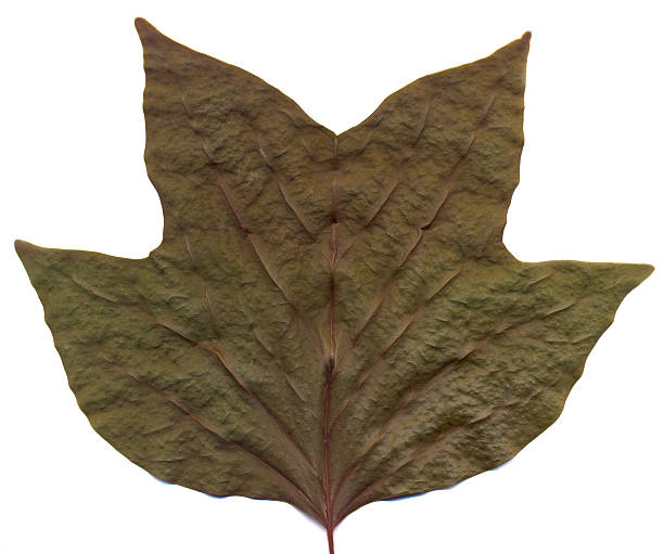 Pântano maple leaf 2 - foto de acervo