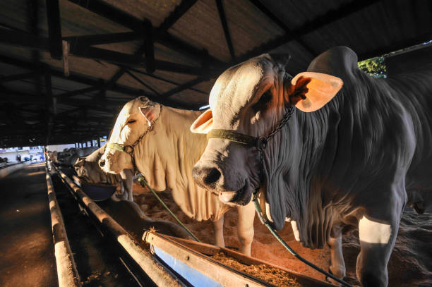 Nellore cattle in stable Nellore cattle in a stable, in the late afternoon, feeding corral stock pictures, royalty-free photos & images