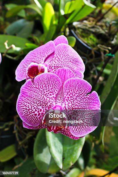 Photo libre de droit de Violet Hybride De Phalaenopsis banque d'images et plus d'images libres de droit de Asie - Asie, Asie de l'Est, Branche - Partie d'une plante