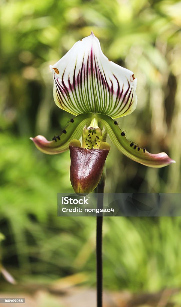 Paphiopedilum appletonianum Gower Rolfe - Foto de stock de Adulto royalty-free