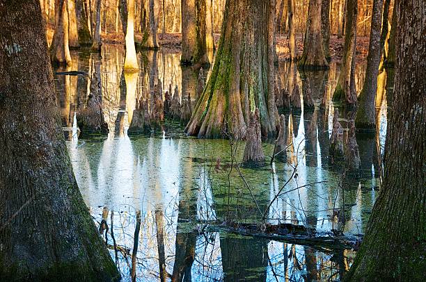 South Mississippi,Natches Trace, USA - January 03.2013,- Late afternoon nicely lighten trunks of Tupelo cypress trees and reflections in the swamp covered with moss.