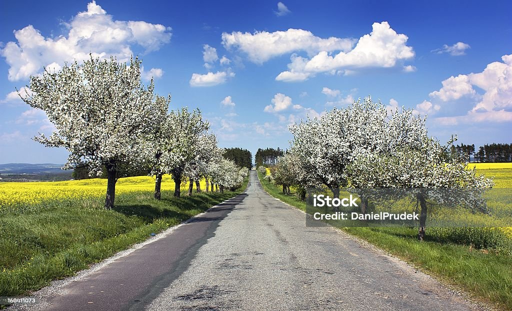 A primavera linda vista road, alley macieira, campo colza - Foto de stock de Agricultura royalty-free