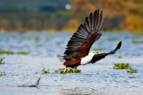 istock African fish eagle, Naivasha Lake 160411111