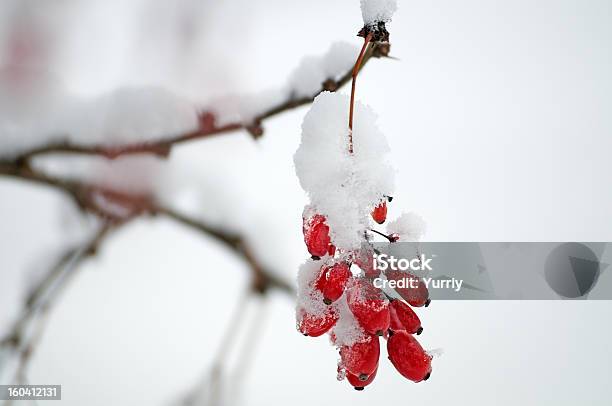 Barberries 만들진 인공눈 0명에 대한 스톡 사진 및 기타 이미지 - 0명, 겨울, 계절