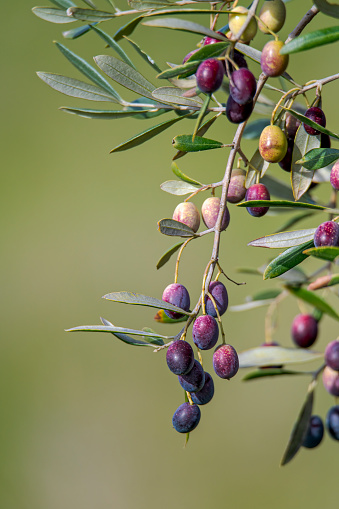 Olive trees with ripe fruit