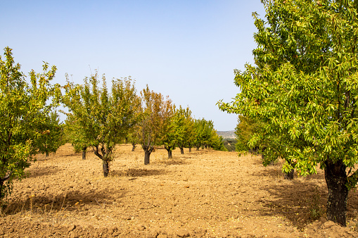 Cultivation field of almond trees arranged in rows, on a hot summer afternoon.