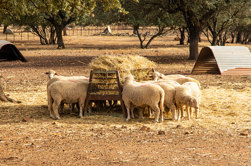 Merino sheep feeding on hay at a trough at sunset.