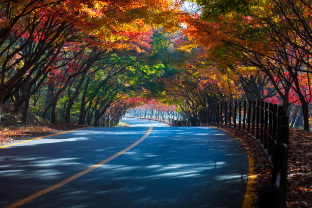 istock Maple scenery of Naejangsan Mountain 1604163267