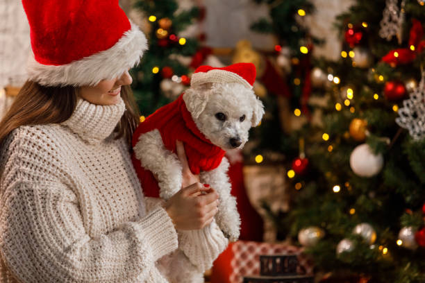 Young woman standing by the Christmas tree, holding her cute dog, both wearing Santa hats stock photo