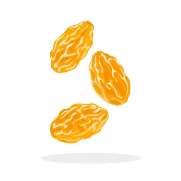 Vector illustration of Golden raisin