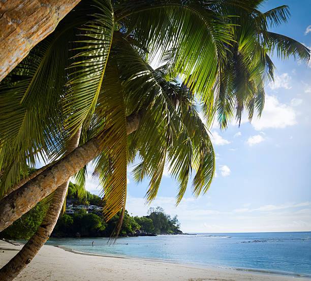 istock White coral beach sand and azure indian ocean. 160418016