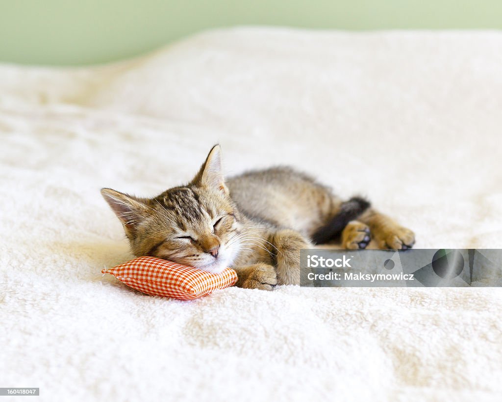 Pequeña Kitty con almohada rojo - Foto de stock de Dormir libre de derechos