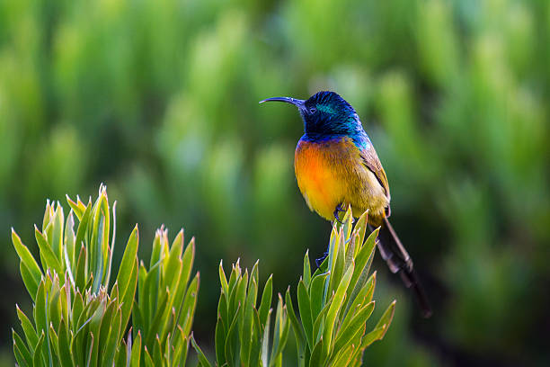 Orange-breasted sunbird stock photo