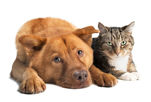 istock Dog and Cat together wide angle 160418893