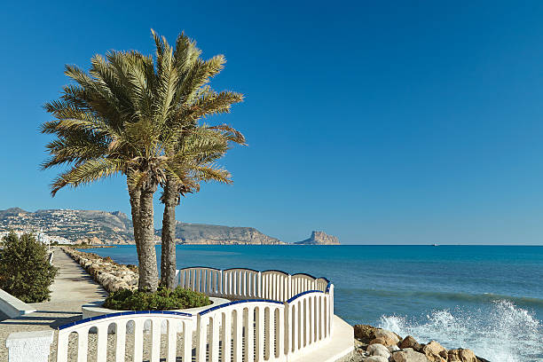 istock palm tree at the mediterranean sea 160419104
