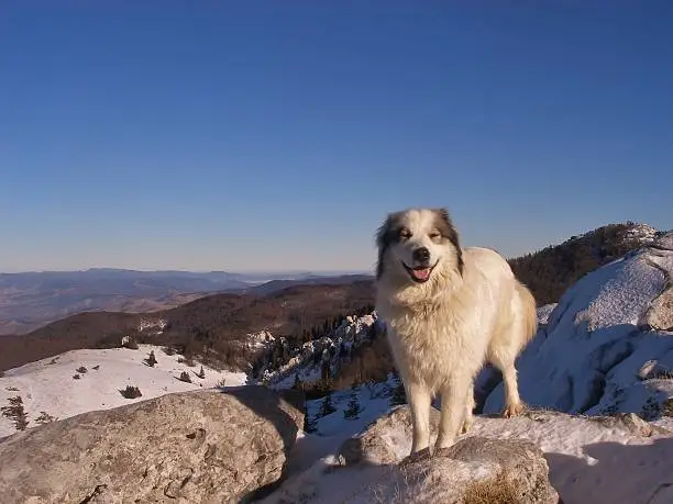 Croatian sheppard dog in mountain