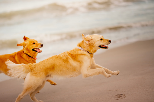 Two golden retriever dogs captured mid-air, playfully frolicking on a beach