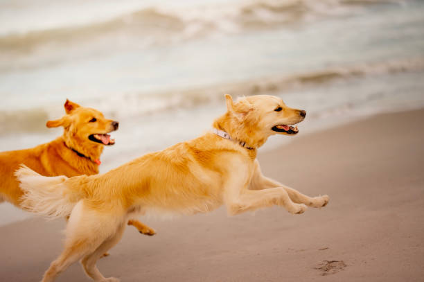 Dwa golden retrievery w połowie biegu na plaży – zdjęcie