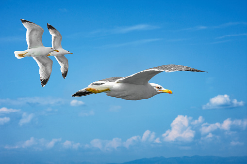 A flock of seagulls flies across the blue sky (Yellow-legged gull)