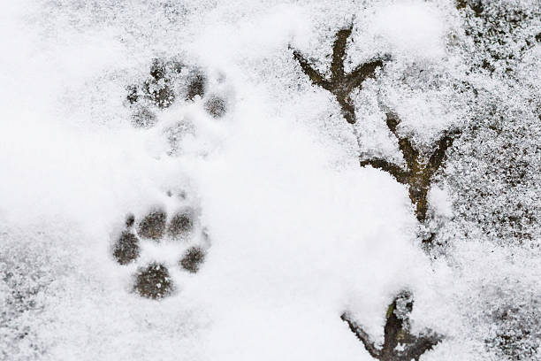 footprints - animal print pictures stock-fotos und bilder